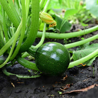 Zucchini Eight Ball F1 - Cucurbita pepo - Bakker