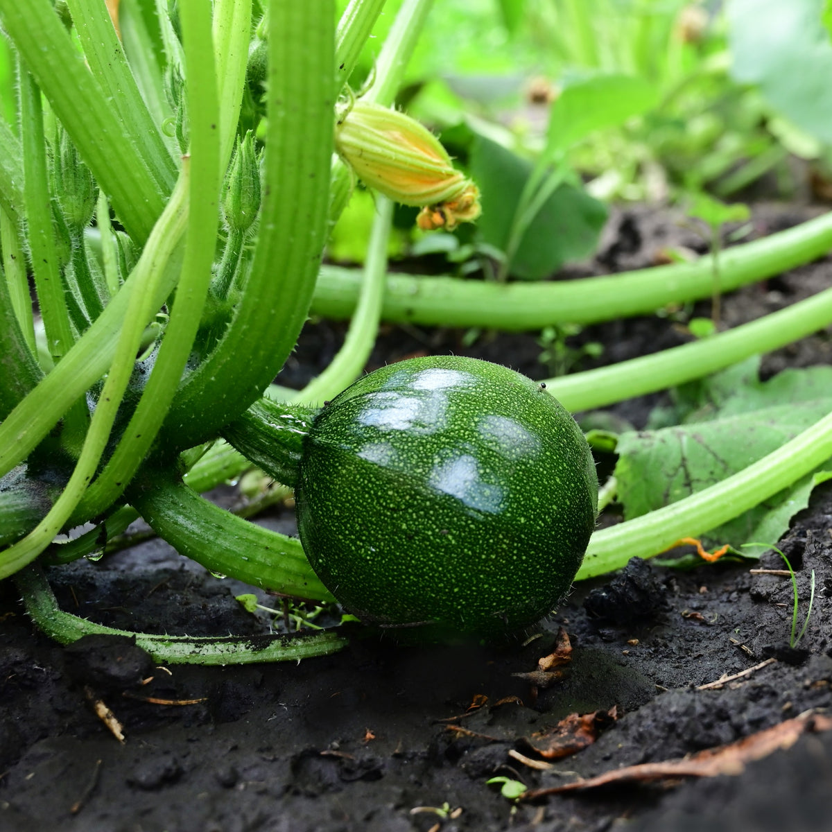 Zucchini Eight Ball F1 - Cucurbita pepo - Bakker