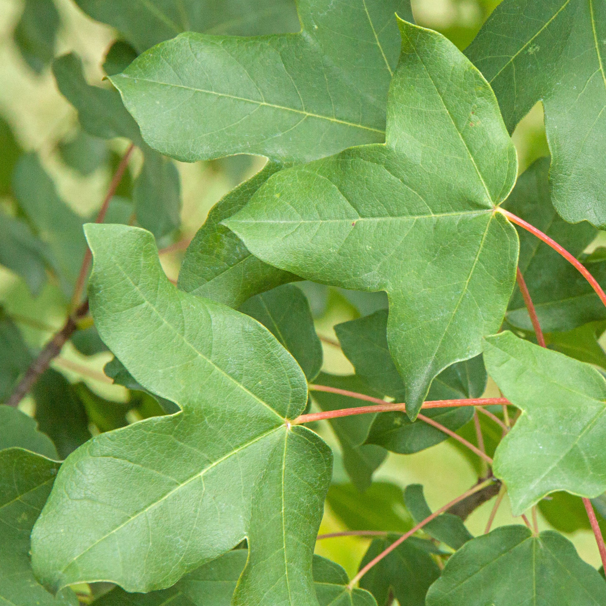  - Montpellier-Ahorn - Acer monspessulanum