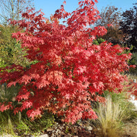 Japanischer Ahorn Osakazuki - Acer palmatum Osakazuki - Bakker