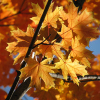 Ahorn - Spitzahorn - Acer platanoides