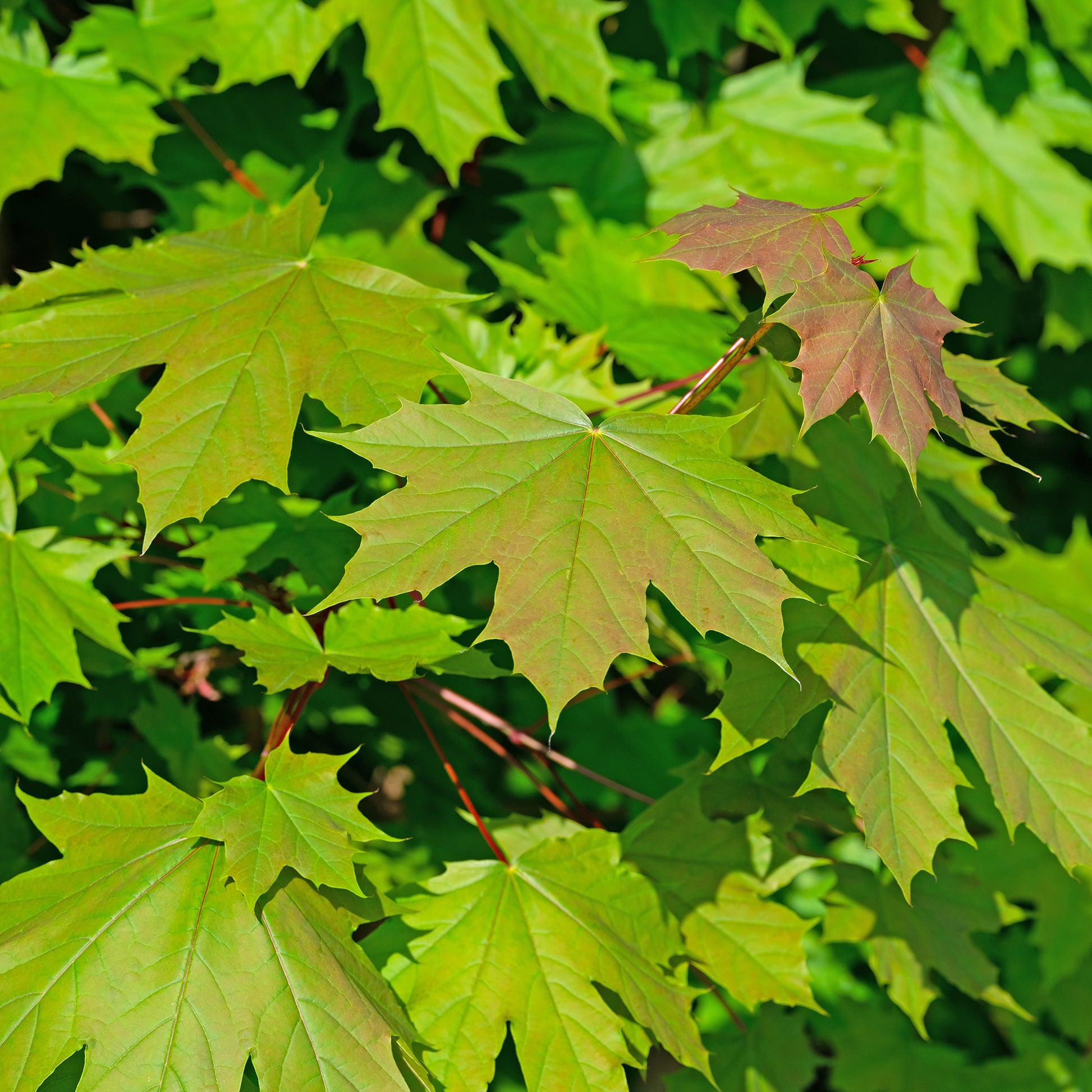 Acer platanoides - Spitzahorn - Ahorn
