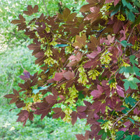 Bergahorn Atropurpureum - Bakker