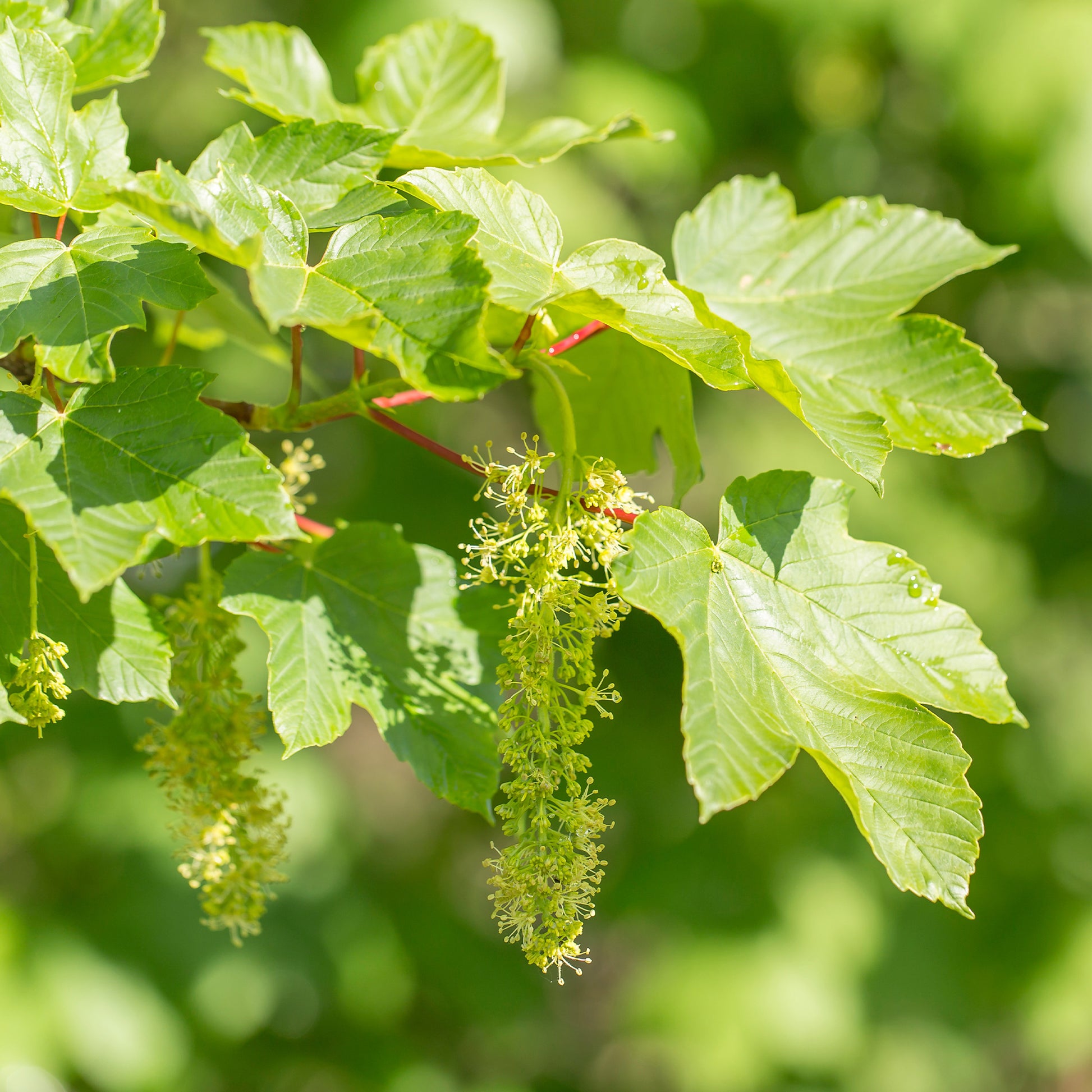 Ahorn - Bergahorn - Acer pseudoplatanus