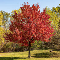 Silberner Ahorn - Bakker