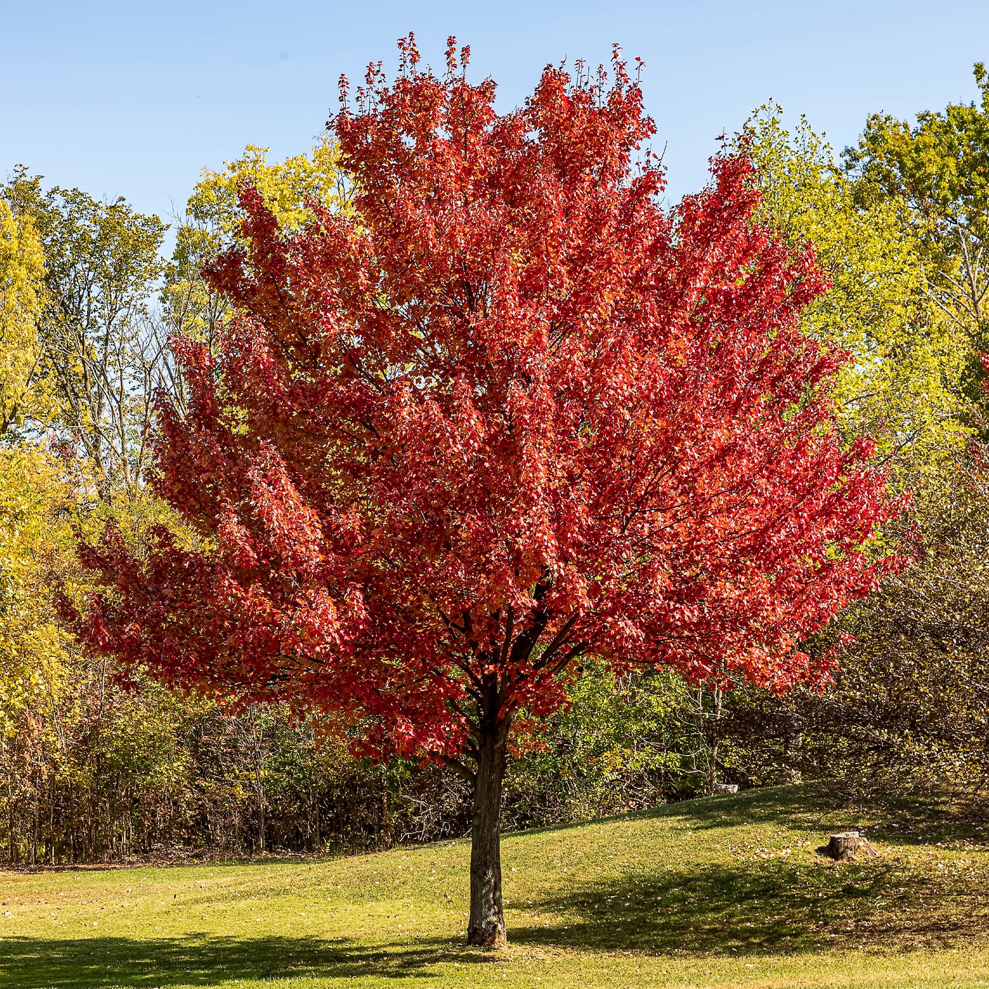Silberner Ahorn - Bakker