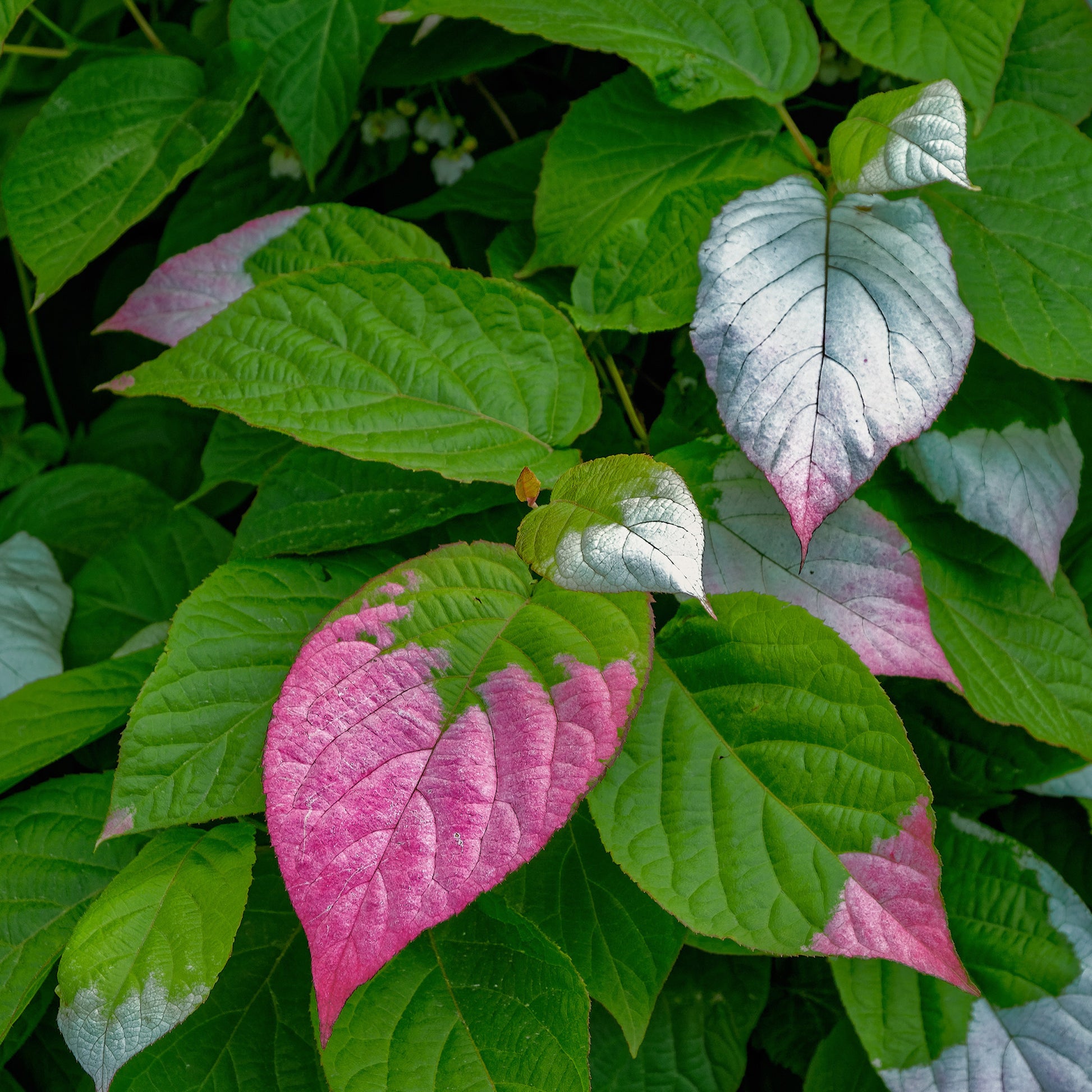 Kletterpflanzen - Arktische Zierkiwi - Actinidia kolomikta