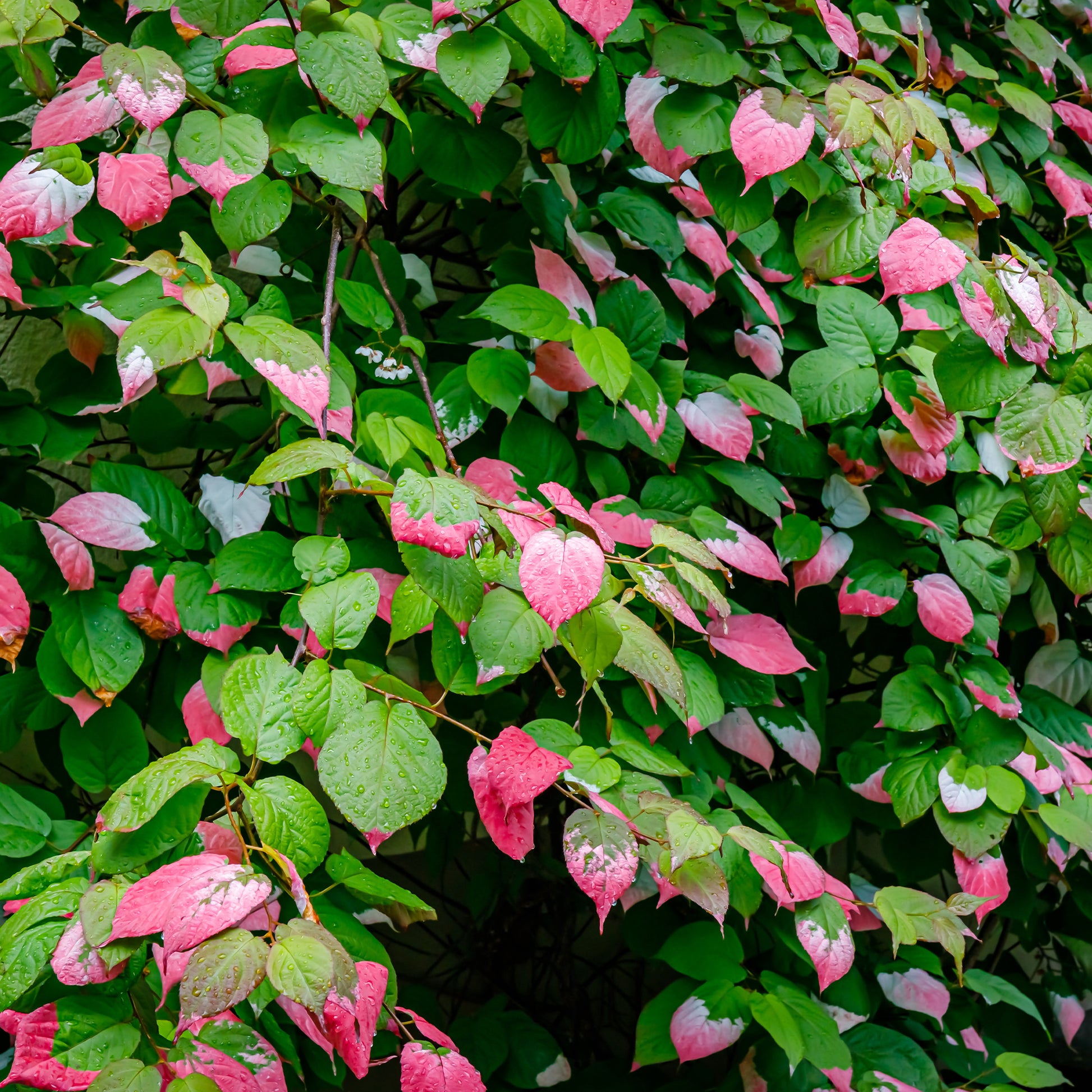 Arktische Zierkiwi - Actinidia kolomikta - Bakker