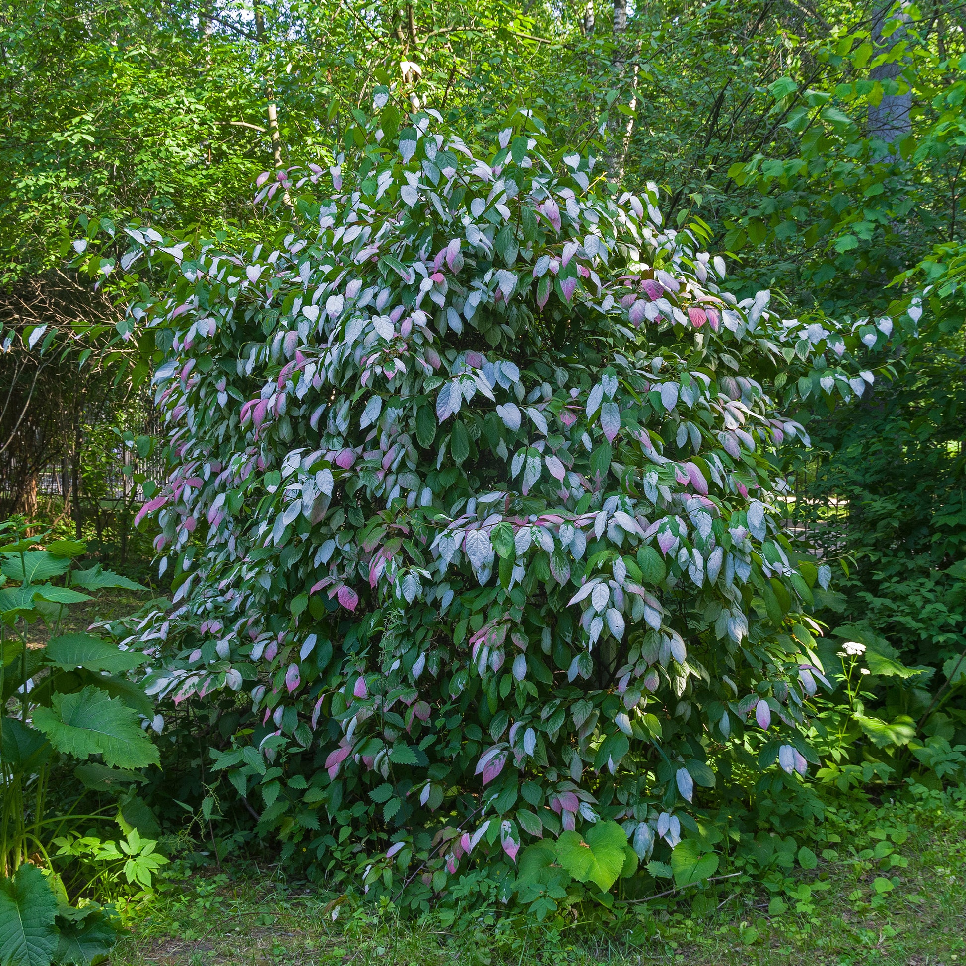 Actinidia kolomikta - Arktische Zierkiwi - Kletterpflanzen