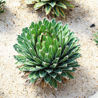 Königin-Victoria-Agave - Agave victoriae reginae - Bakker