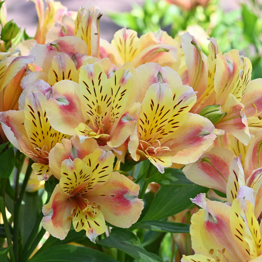 Inkalilie - Alstroemeria Herzog von Anjou Jean - Bakker