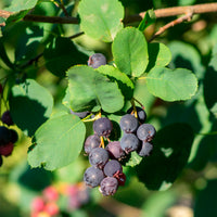 Erlenblättrige Felsenbirne ‘Northline’ - Amelanchier alnifolia Northline - Bakker