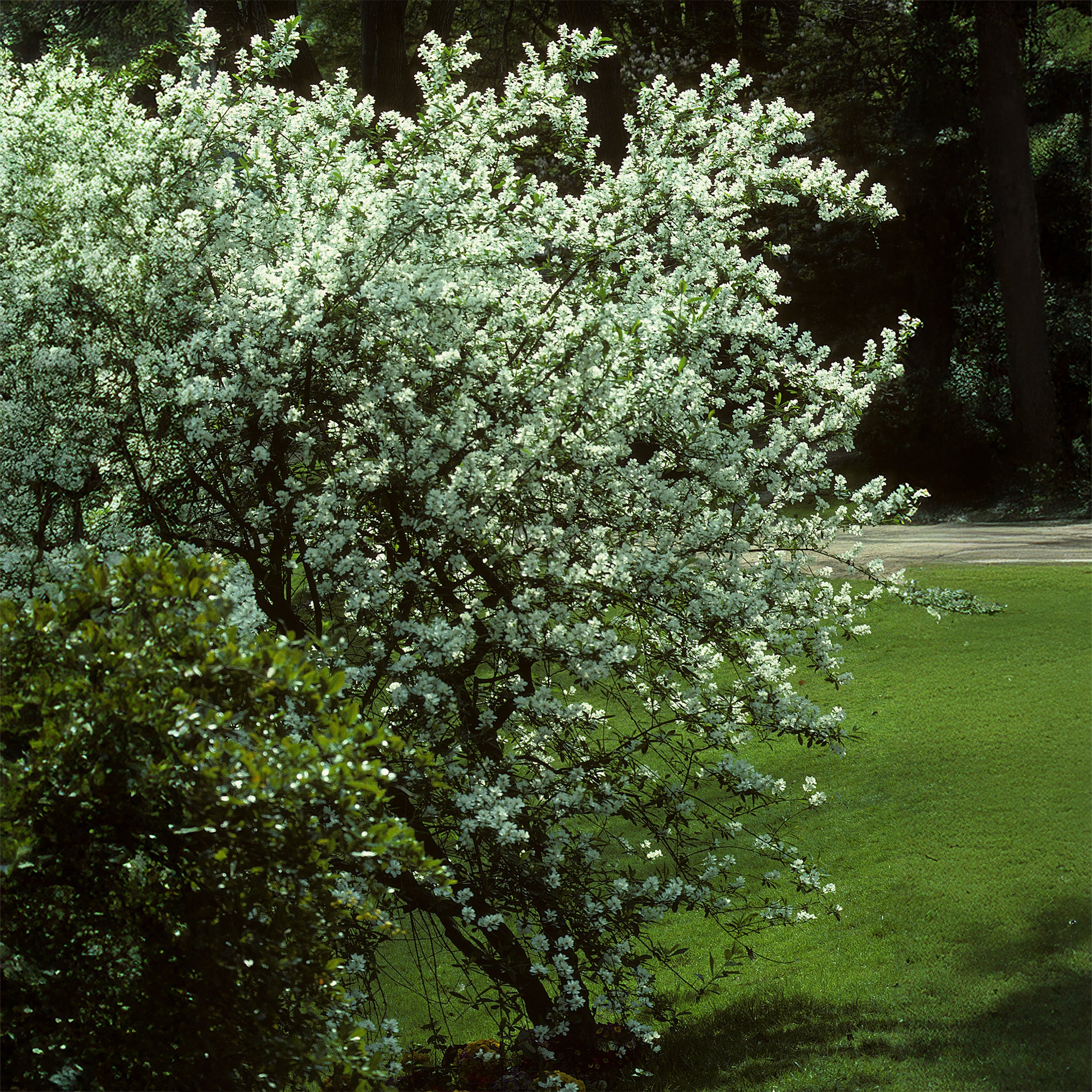 Amelanchier canadensis - Kanadische Felsenbirne - Blühende Sträucher