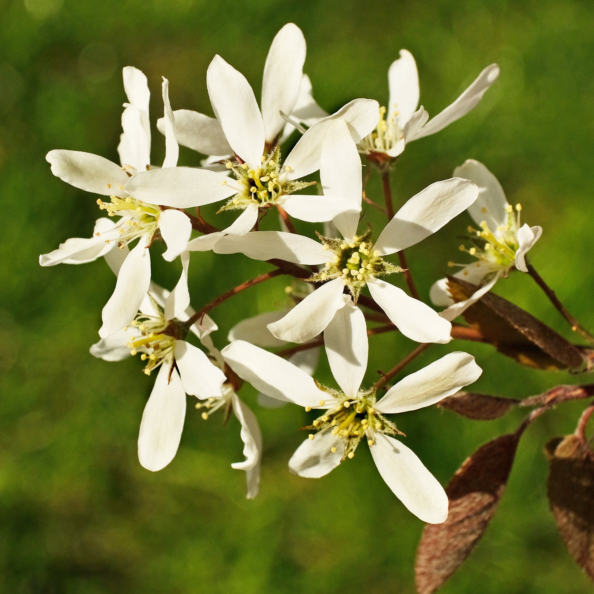 Kanadische Felsenbirne - Amelanchier canadensis - Bakker