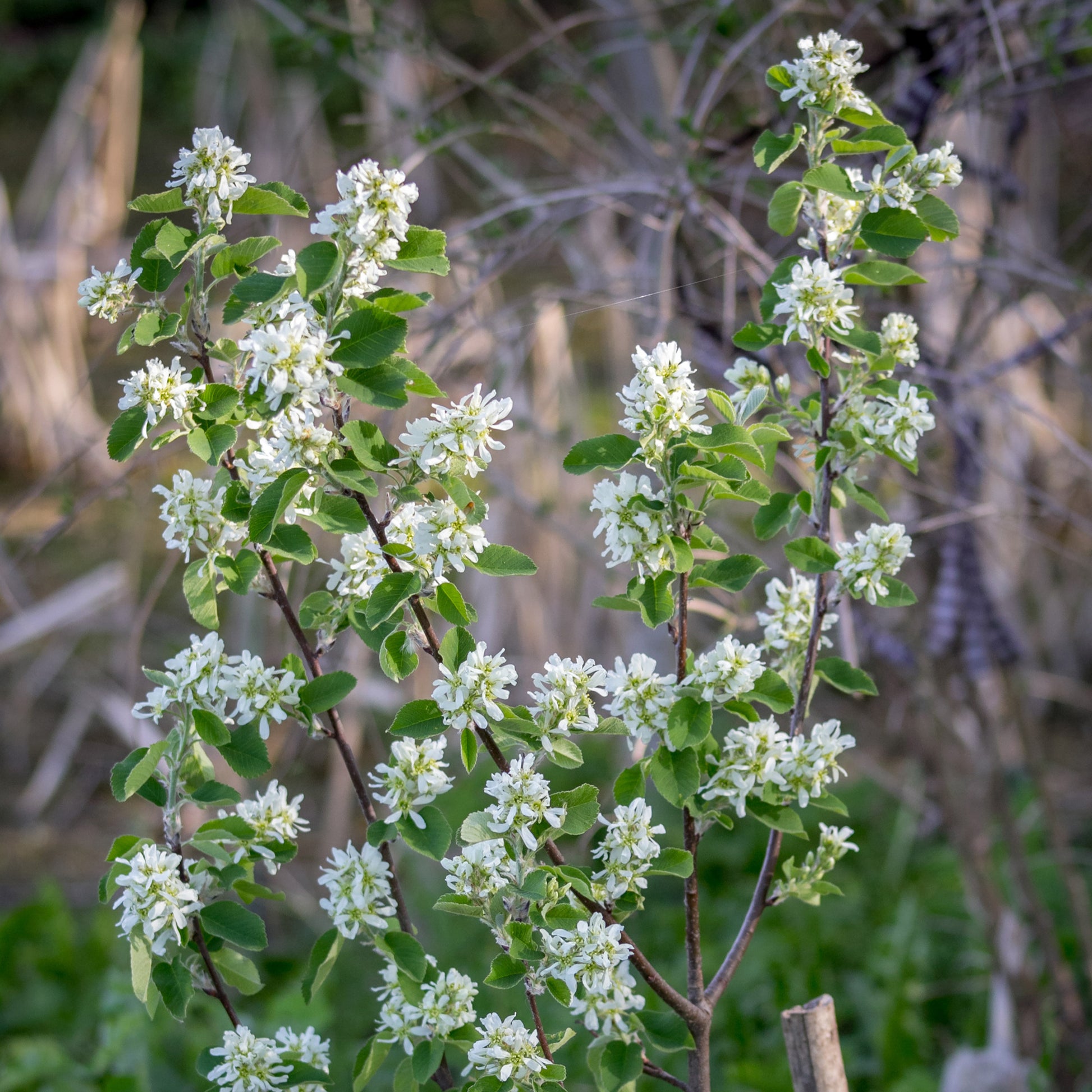 Verkauf Kanadische Felsenbirne - Amelanchier canadensis