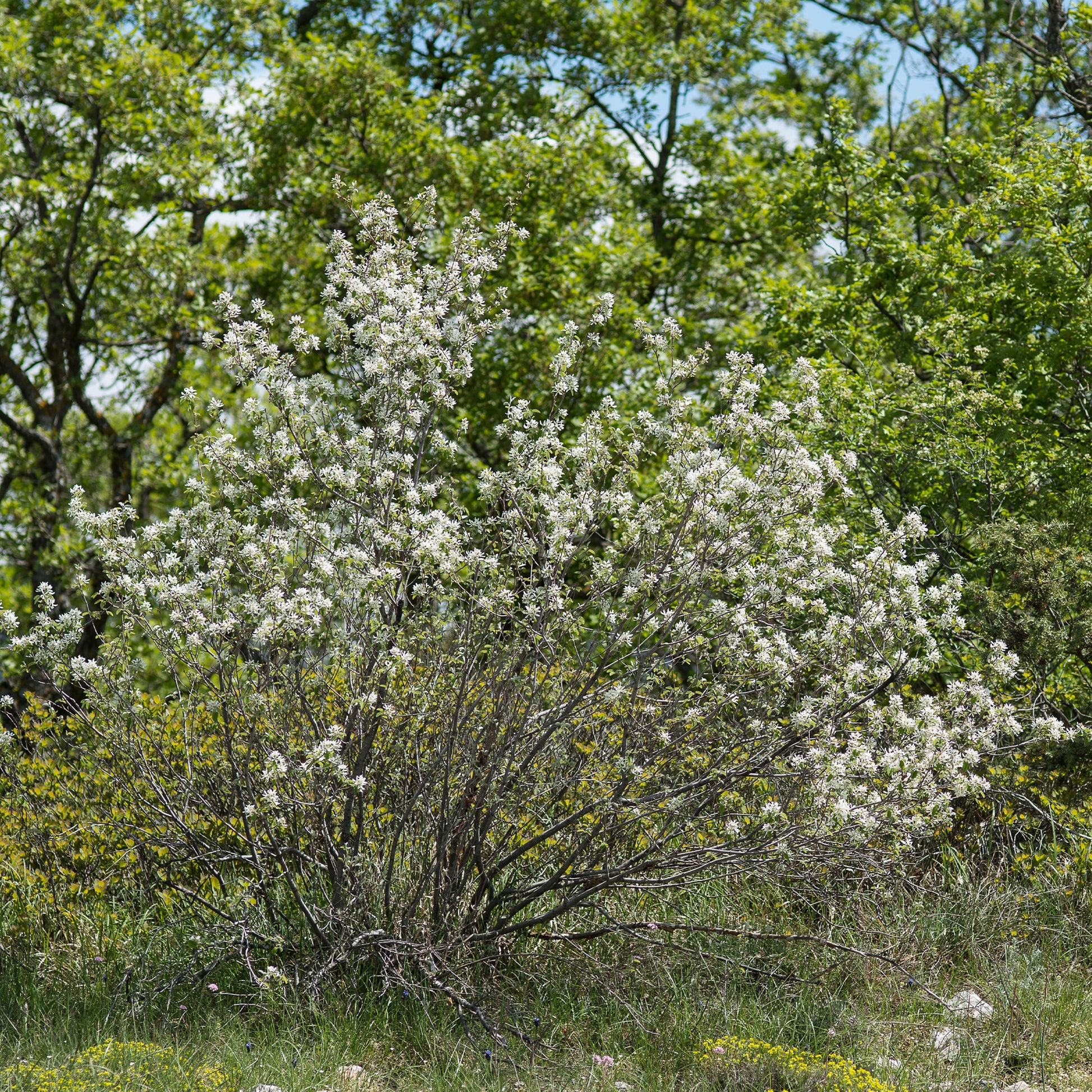 Amelanchier rotundifolia - Wald-Felsenbirne - Blühende Sträucher