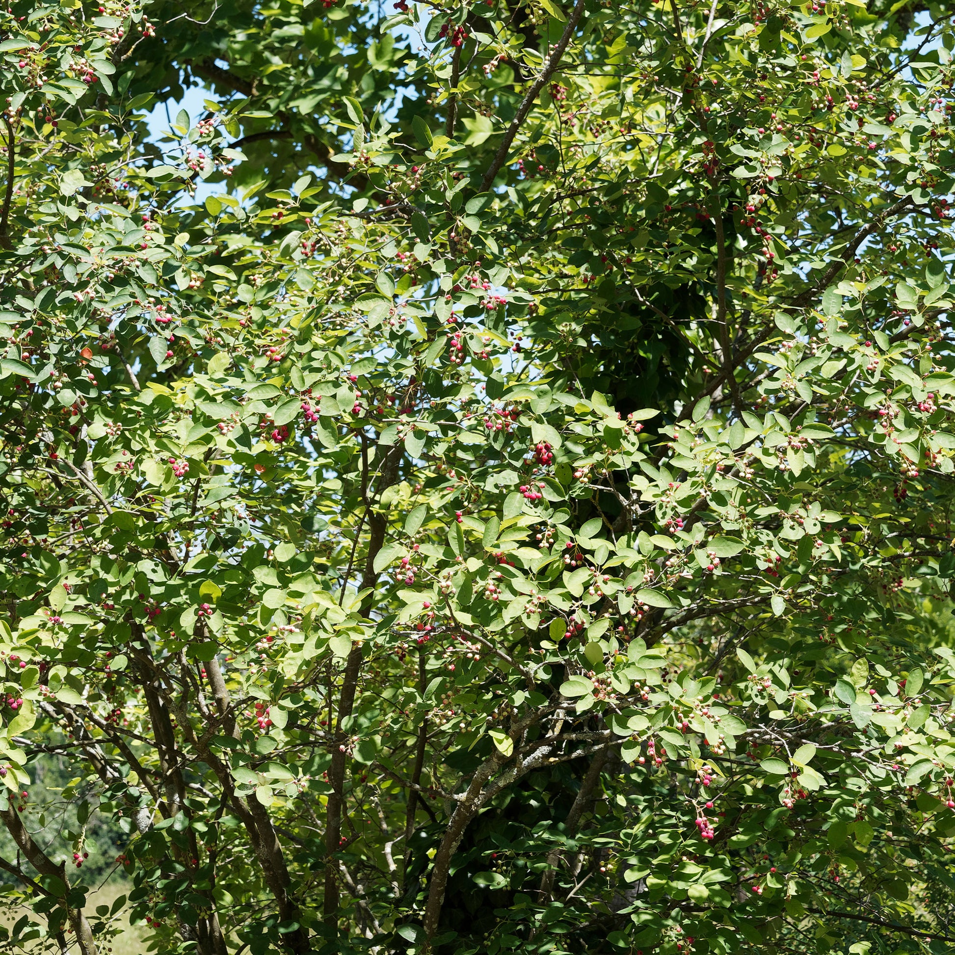 Blühende Sträucher - Wald-Felsenbirne - Amelanchier rotundifolia