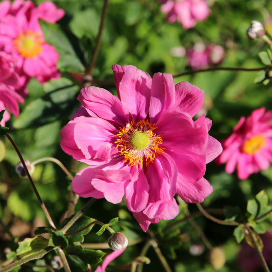 Japanische Anemone Margarete - Bakker