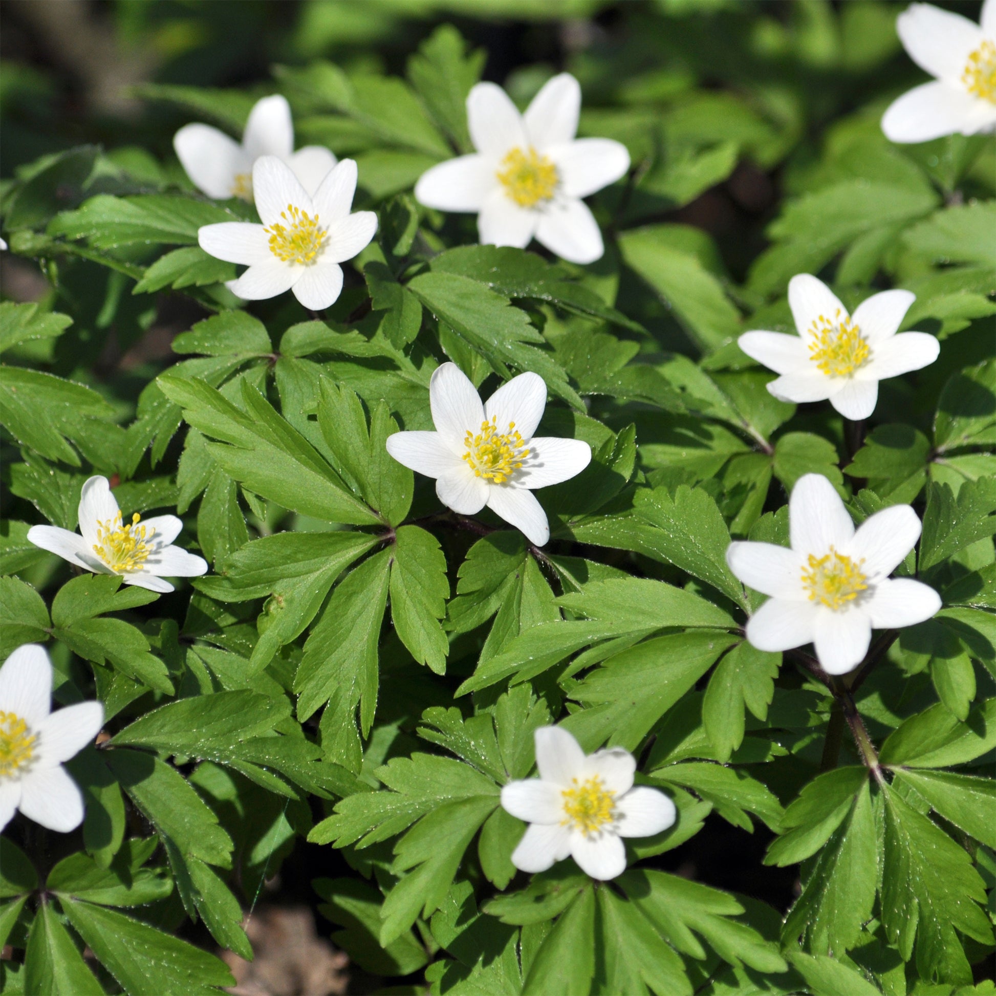 Anemone nemorosa - Buschwindröschen - Anemonen-Zwiebeln