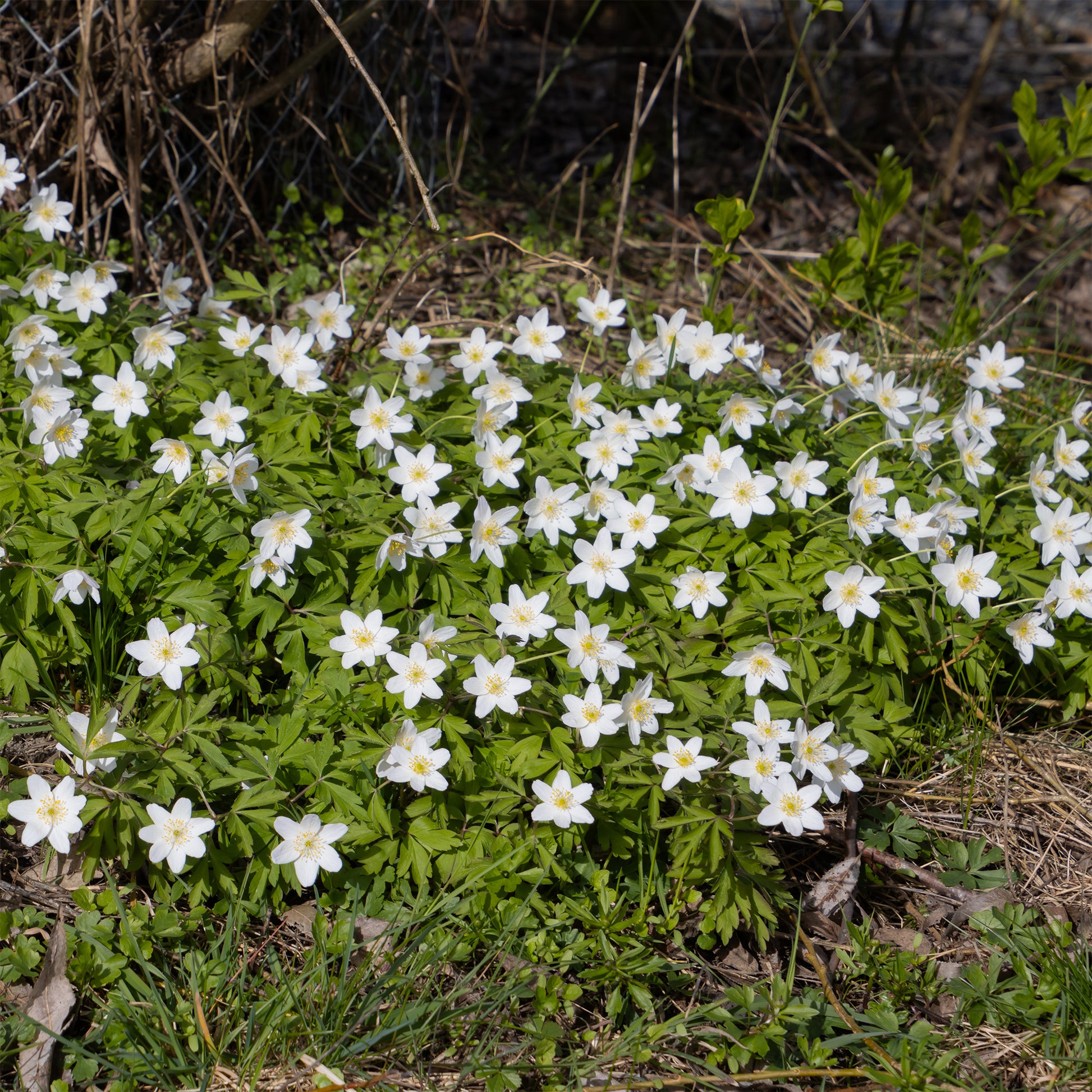 Buschwindröschen - Anemone nemorosa - Bakker