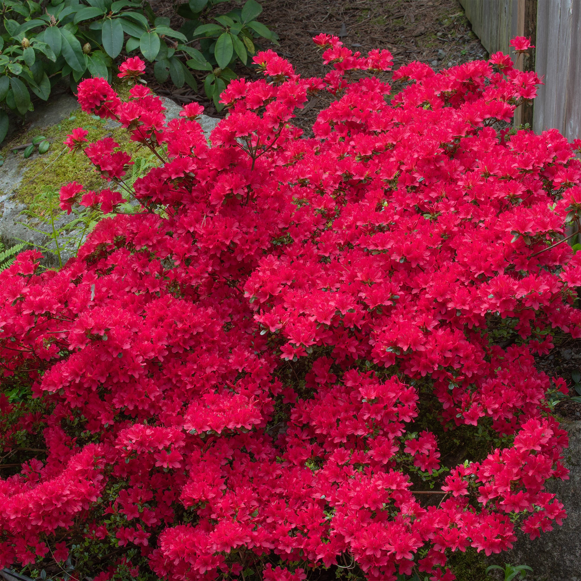 Japanische Azalee Hino Crimson - Azalea japonica Hino Crimson - Bakker