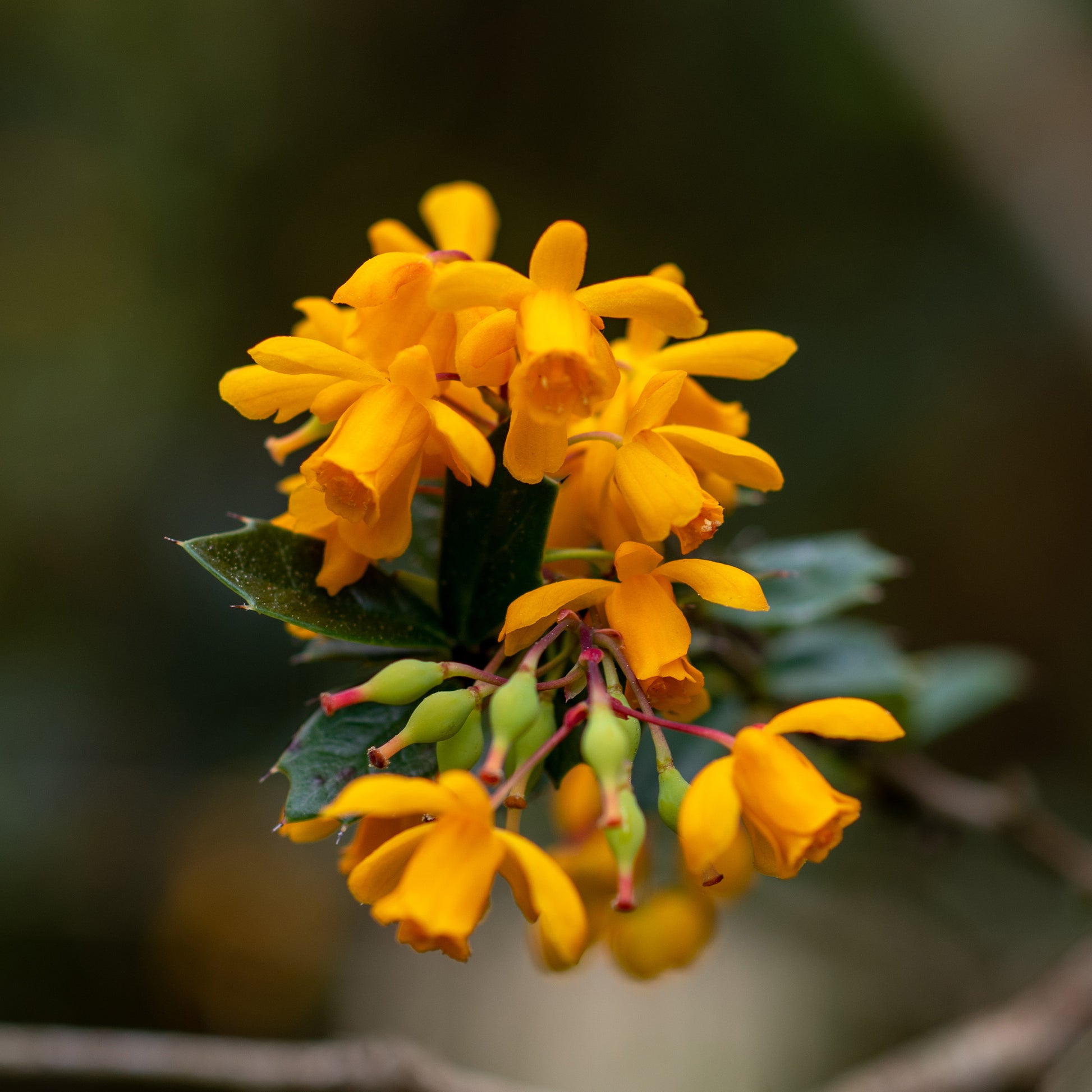 Darwins Berberitze - Berberis darwinii - Bakker