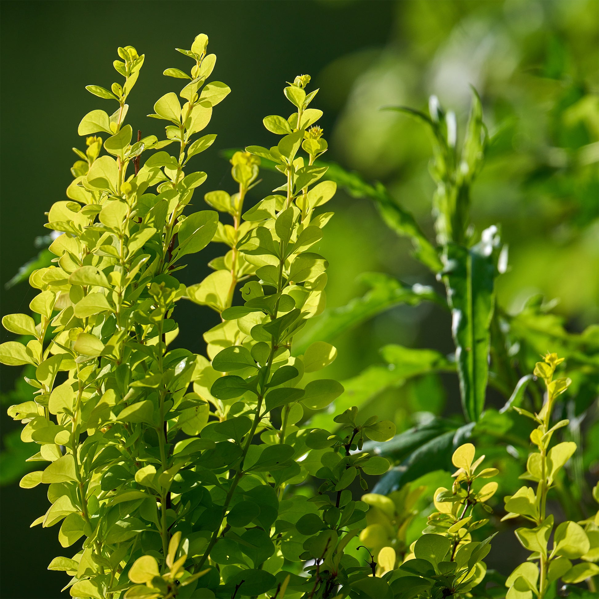 Berberis thunbergii Green Carpet - Berberitze Green Carpet - Bodendecker