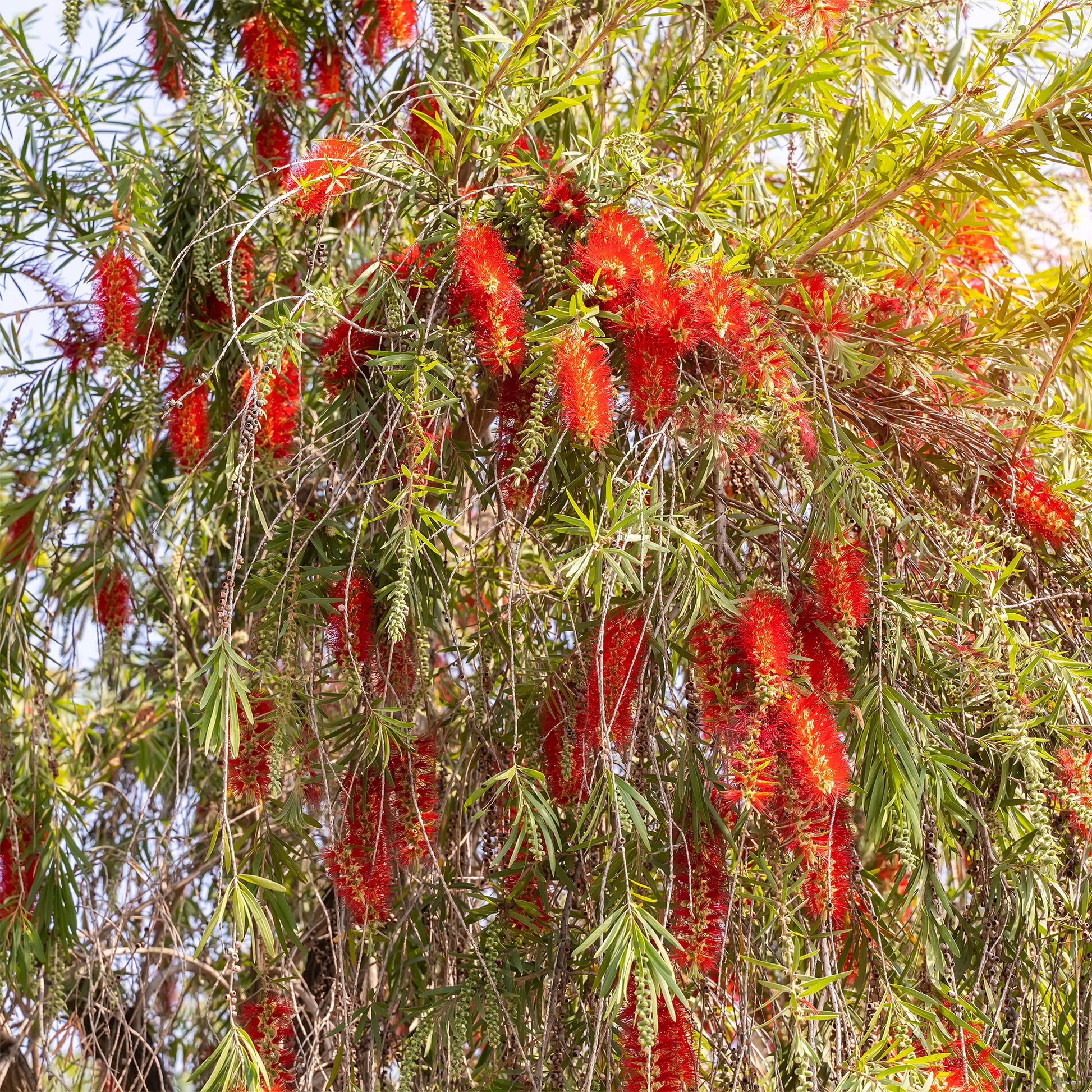 Roter Lampenputzerstrauch - Callistemon rigidus - Bakker