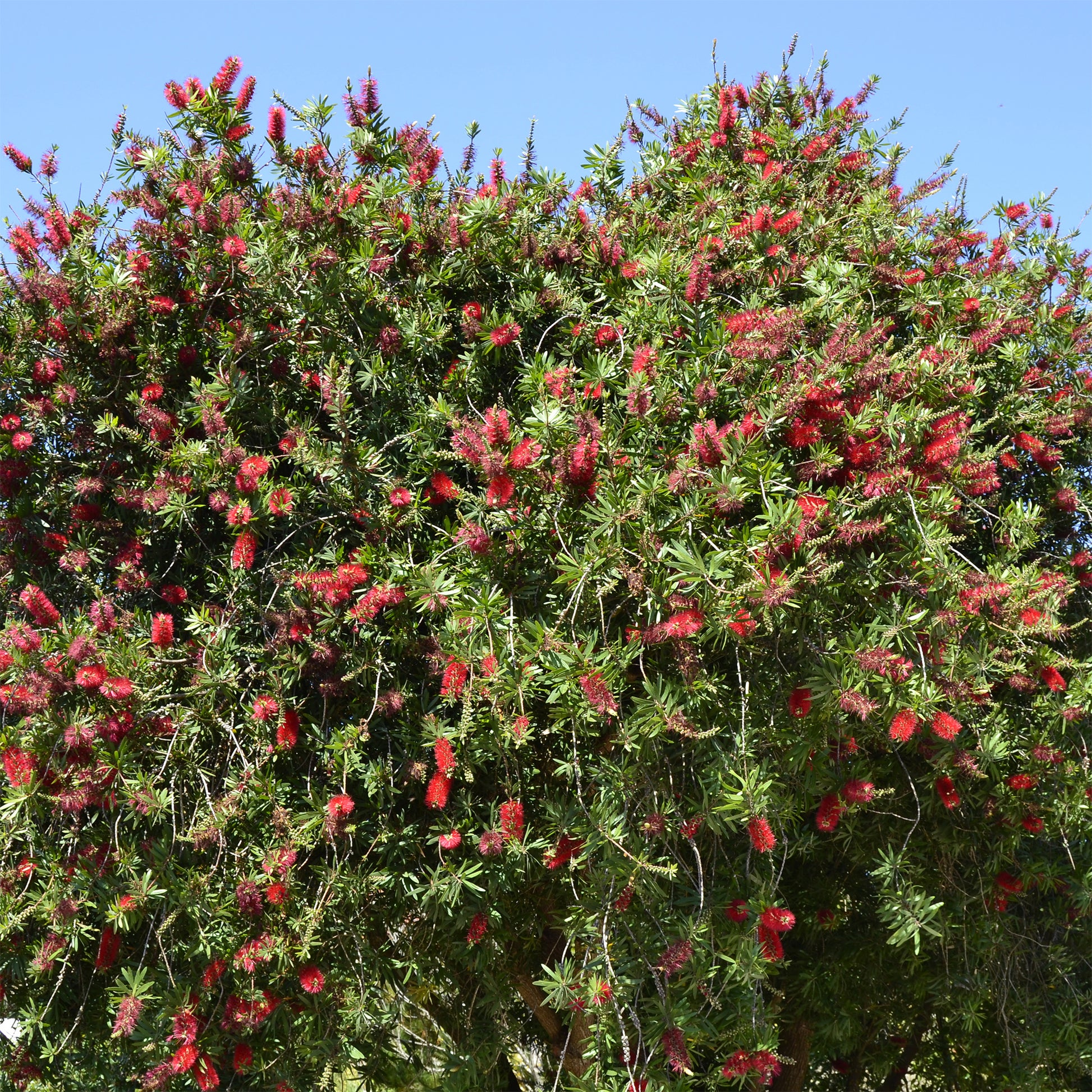 Roter Lampenputzerstrauch - Bakker