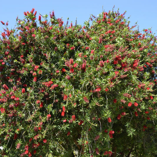 Roter Lampenputzerstrauch - Bakker