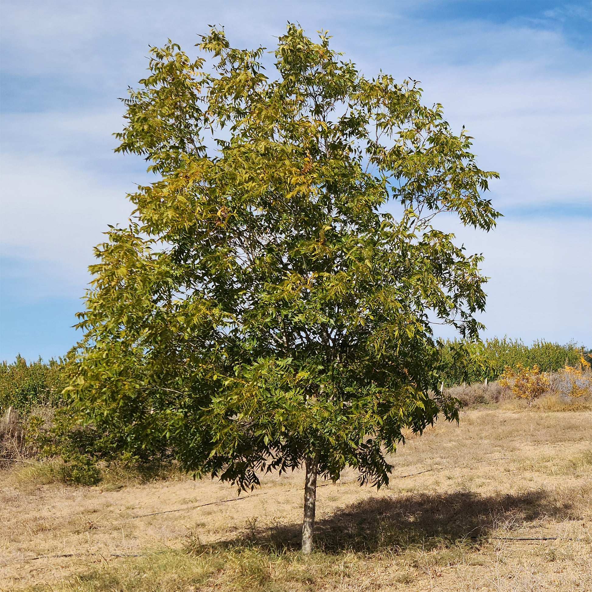 Pekannussbaum - Carya illinoinensis - Bakker