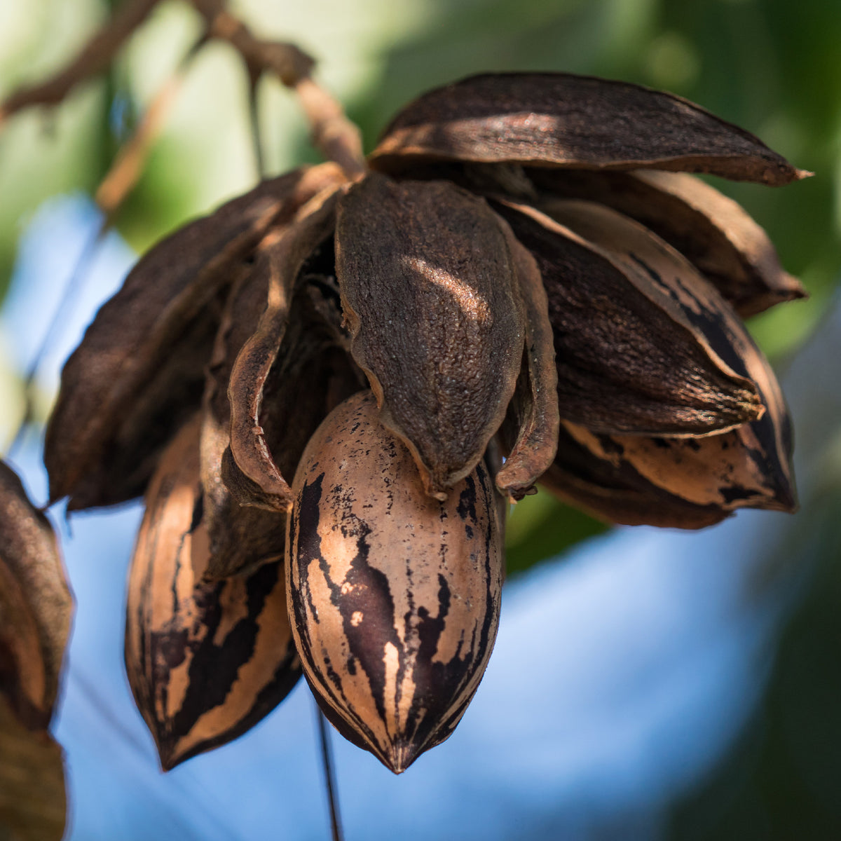 Bäume - Pekannussbaum - Carya illinoinensis