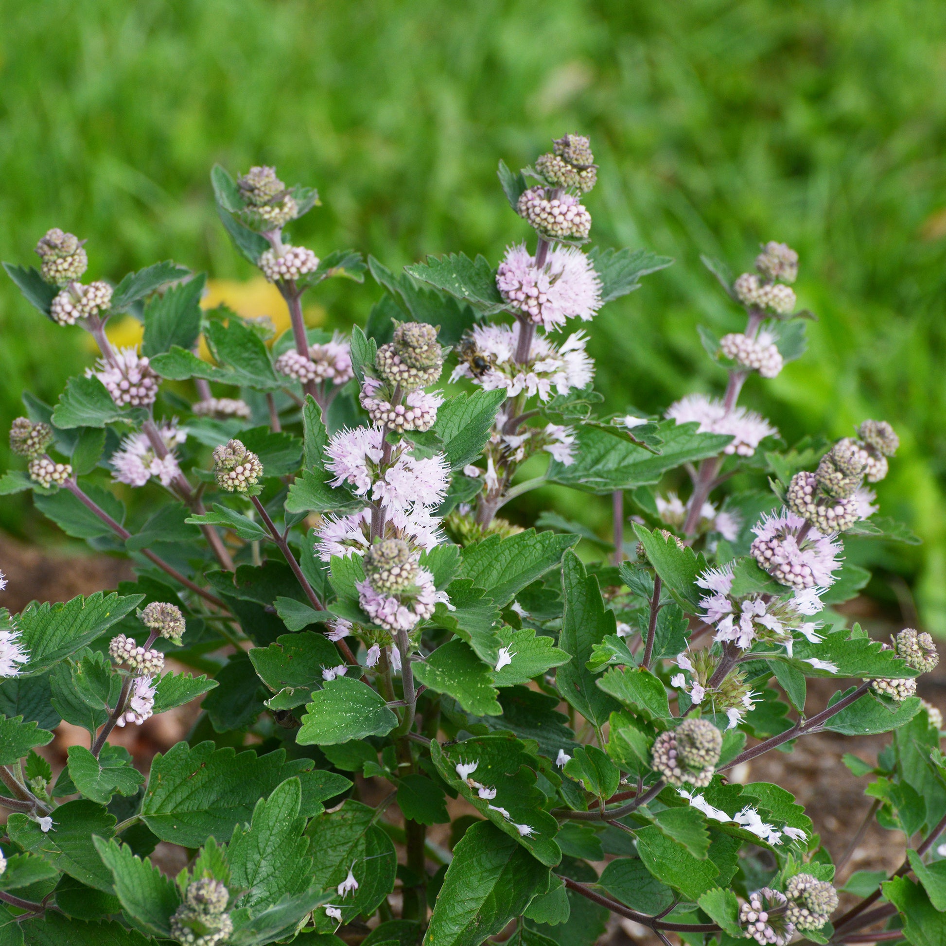 Bartblume Stephi® Rosa - Caryopteris clandonensis Stephi ® rose - Bakker