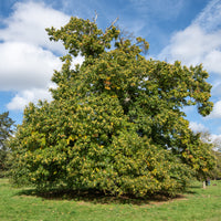 Kastanienbaum Marsol - Castanea sativa Marsol - Bakker