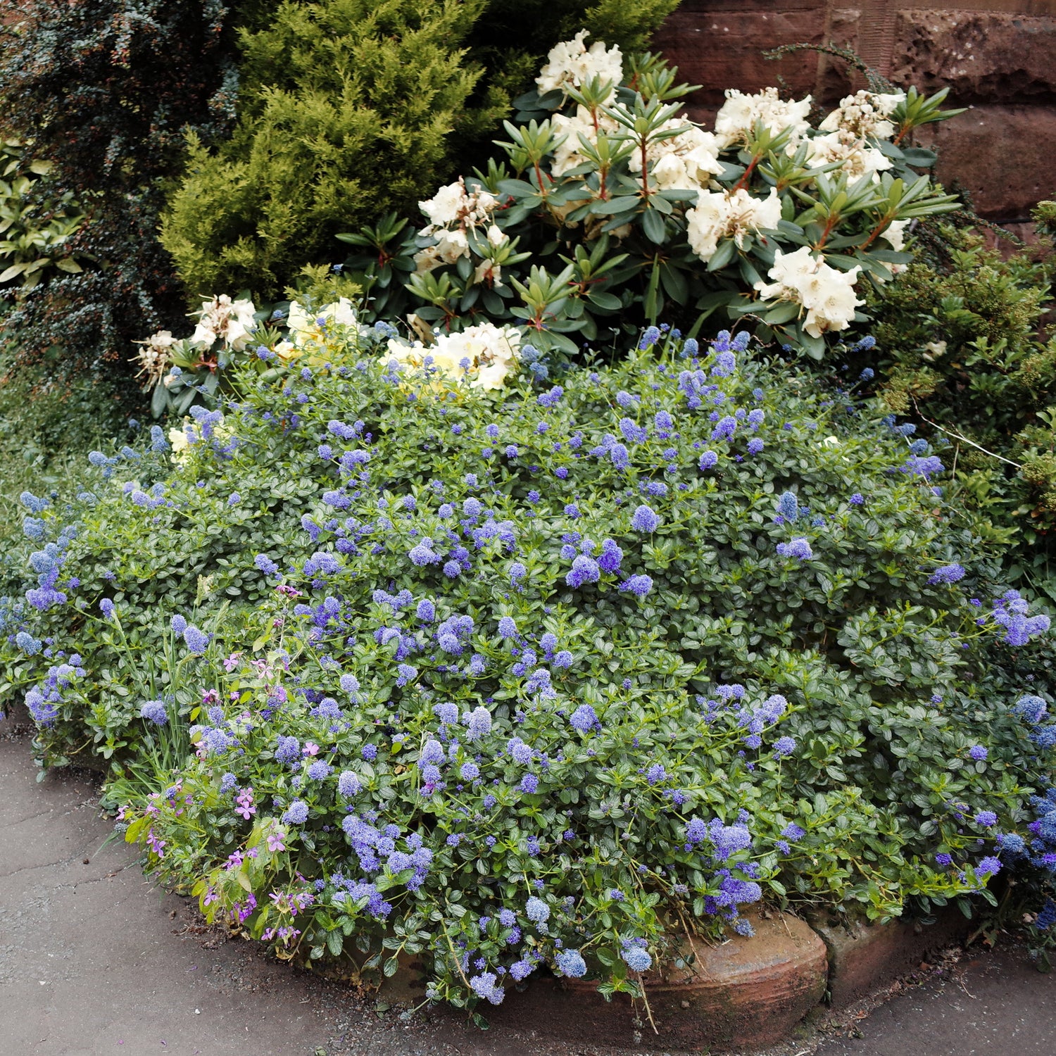 Ceanothus - Kalifornischer Flieder