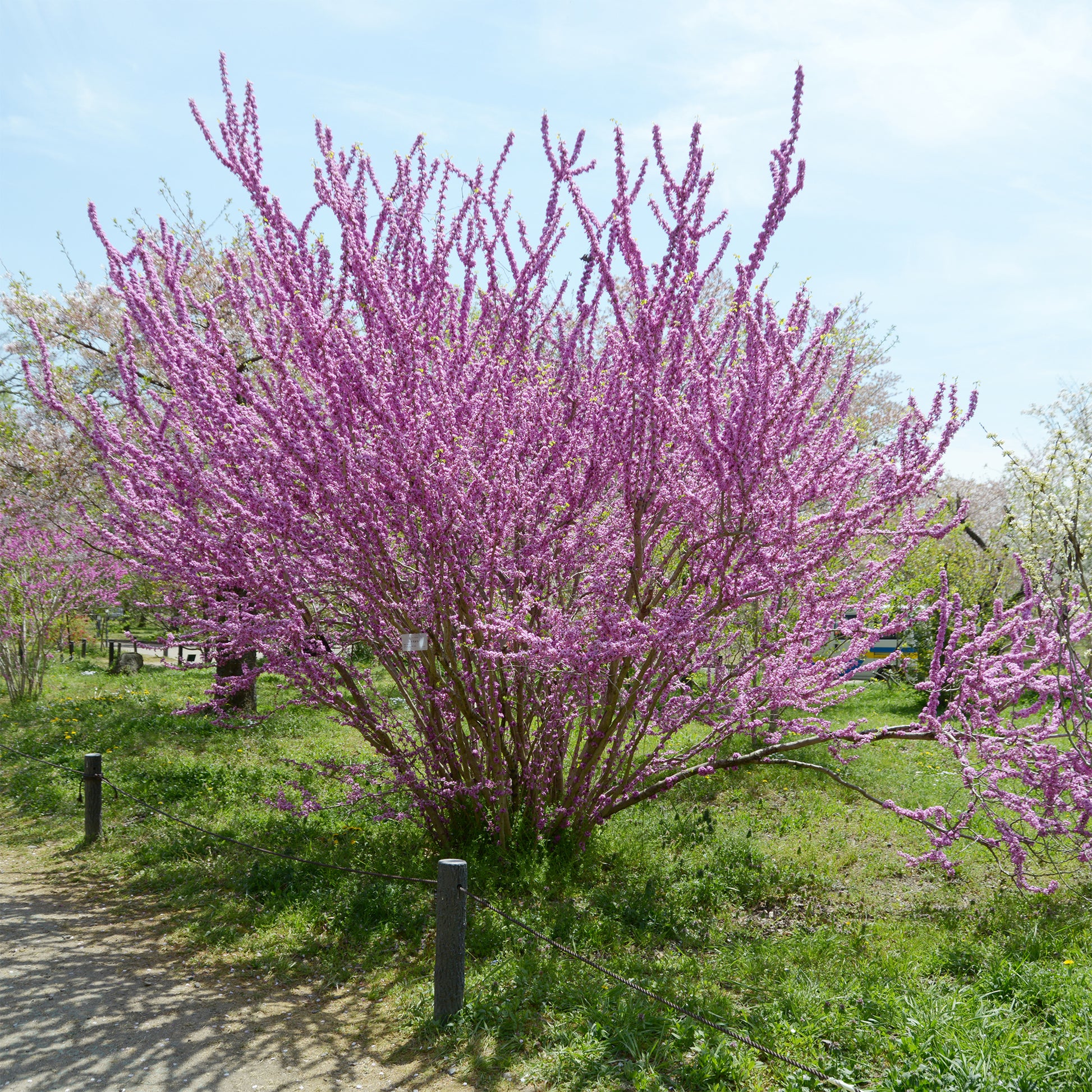 Cercis chinensis - Chinesischer Judasbaum - Bäume