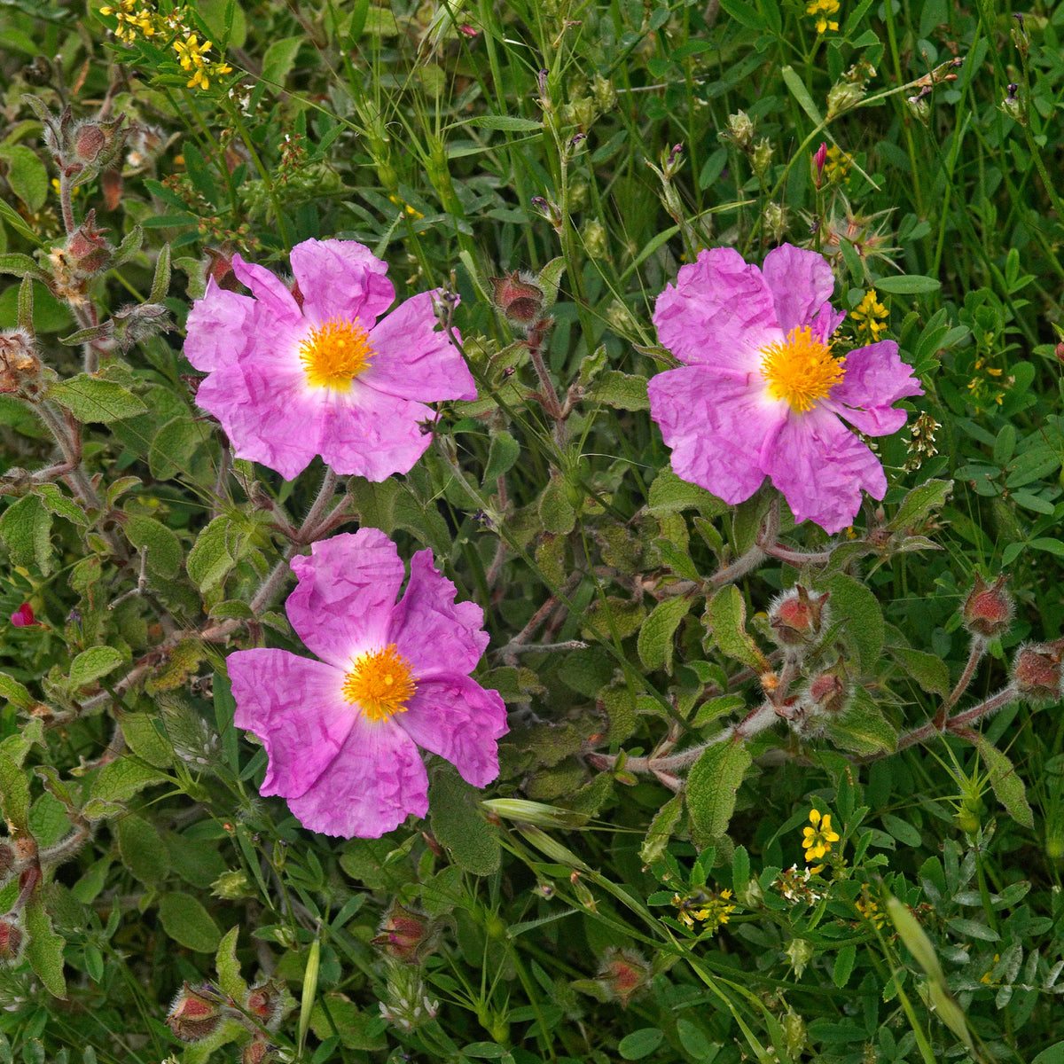 Kretische Zistrose - Cistus creticus - Bakker