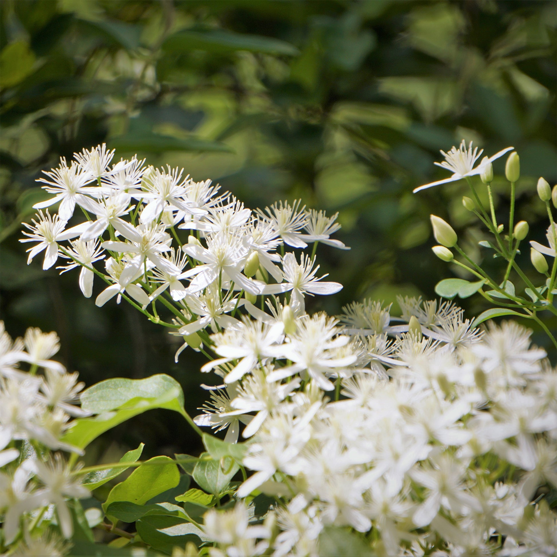 Clematis terniflora Sweet Autumn - Bakker