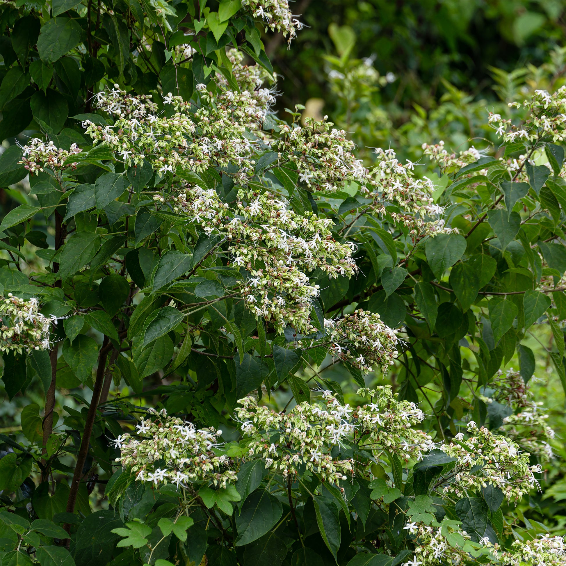 Clerodendrum trichotomum - Losbaum - Blühende Sträucher