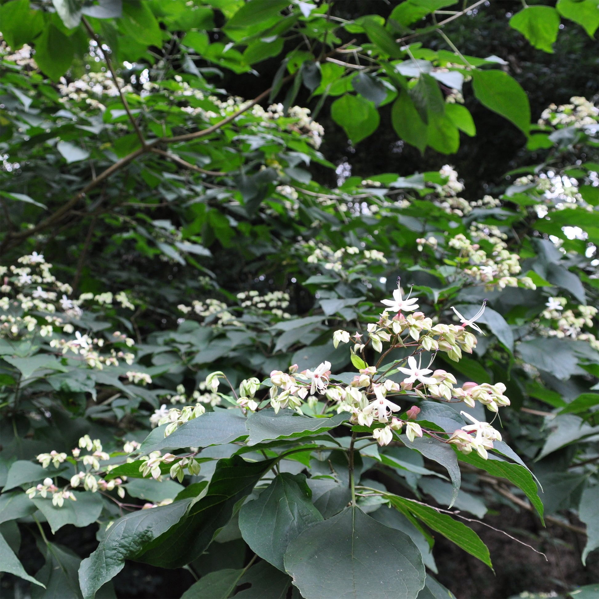 Verkauf Losbaum - Clerodendrum trichotomum