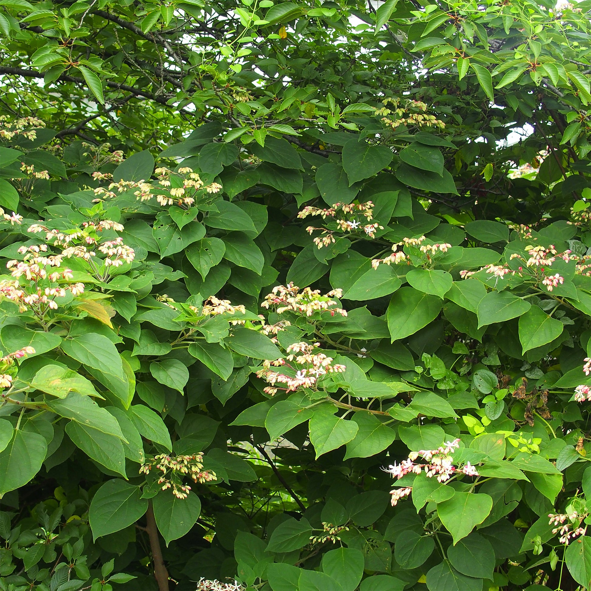 Losbaum - Clerodendrum trichotomum - Bakker