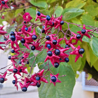 Blühende Sträucher - Losbaum - Clerodendrum trichotomum