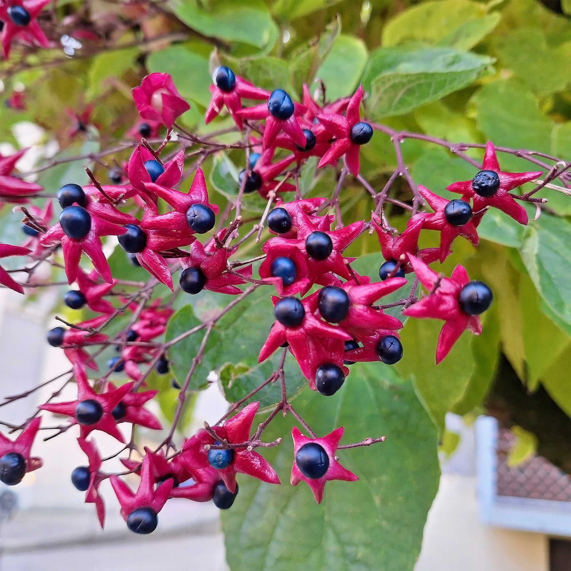 Blühende Sträucher - Losbaum - Clerodendrum trichotomum