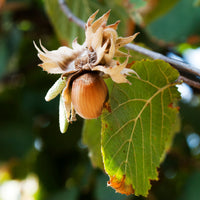 Haselnussstrauch Webbs Prize Cob - Corylus avellana Webbs Prize Cobb - Bakker