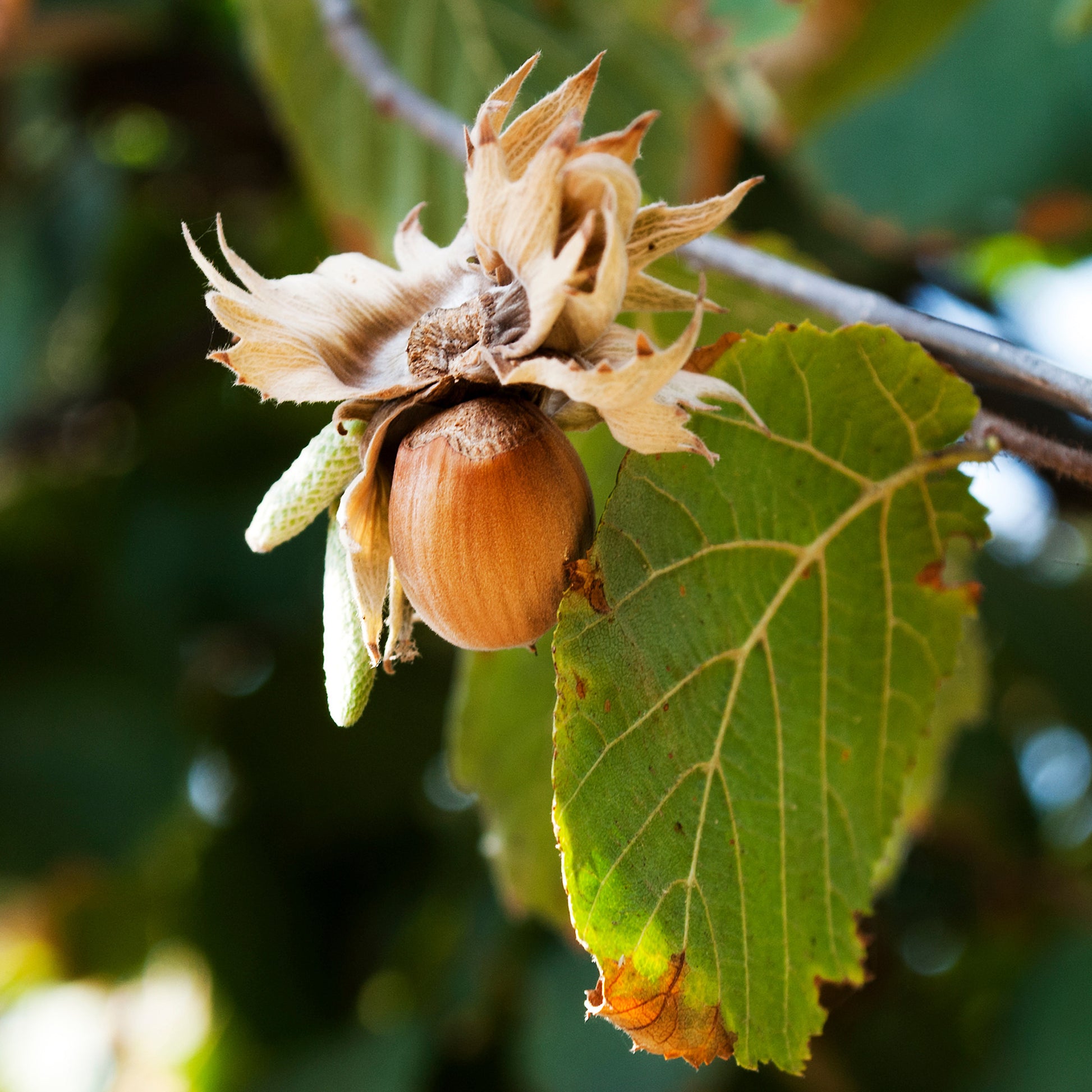 Haselnussstrauch Webbs Prize Cob - Corylus avellana Webbs Prize Cobb - Bakker