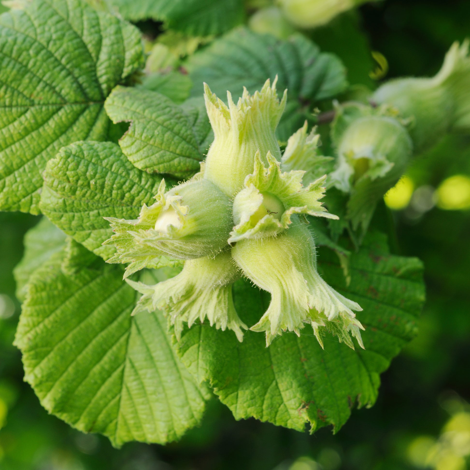 Gemeine Hasel Merveille de Bollwiller - Corylus maxima Merveille de Bollwiller - Bakker
