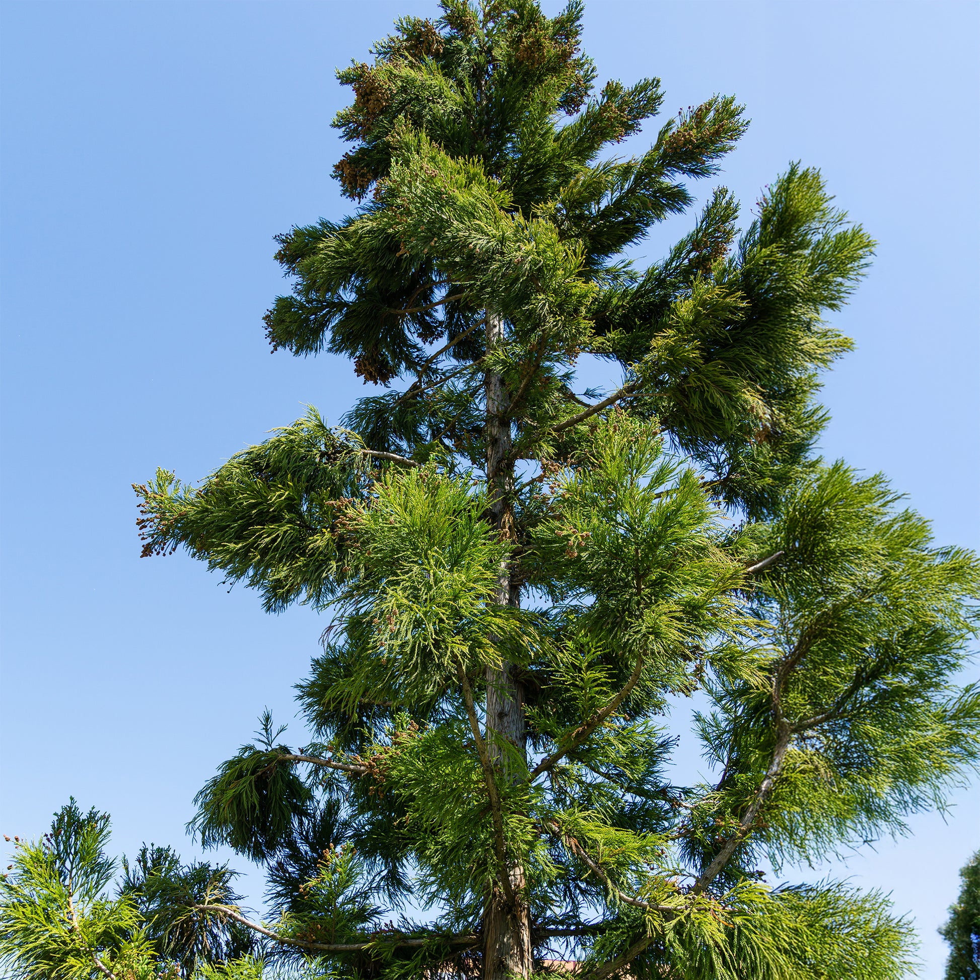 Cryptomeria japonica - Japanische Sicheltanne - Nadelbäume