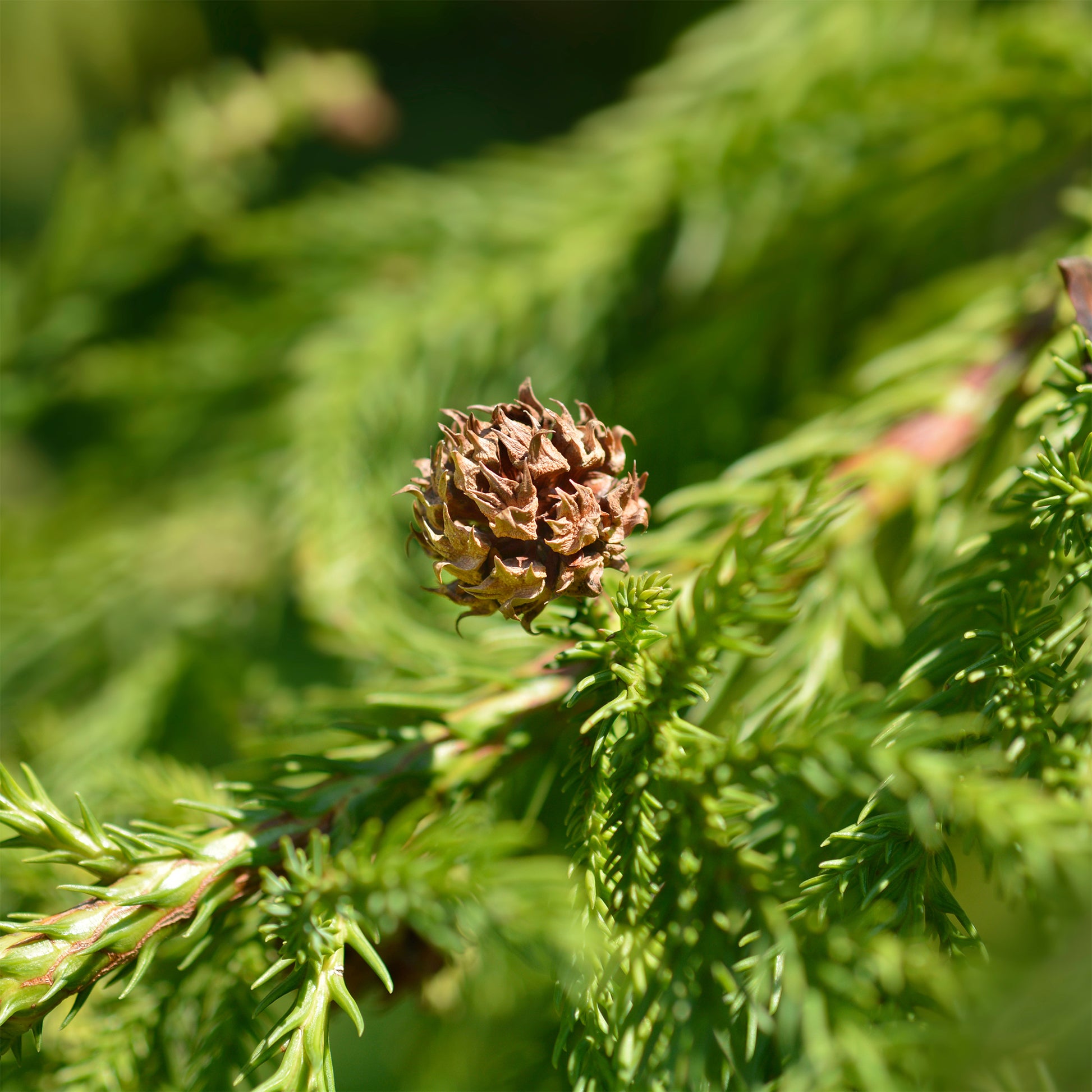 Japanische Sicheltanne - Cryptomeria japonica - Bakker