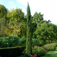  - Italienische Zypresse Stricta - Cupressus sempervirens Stricta