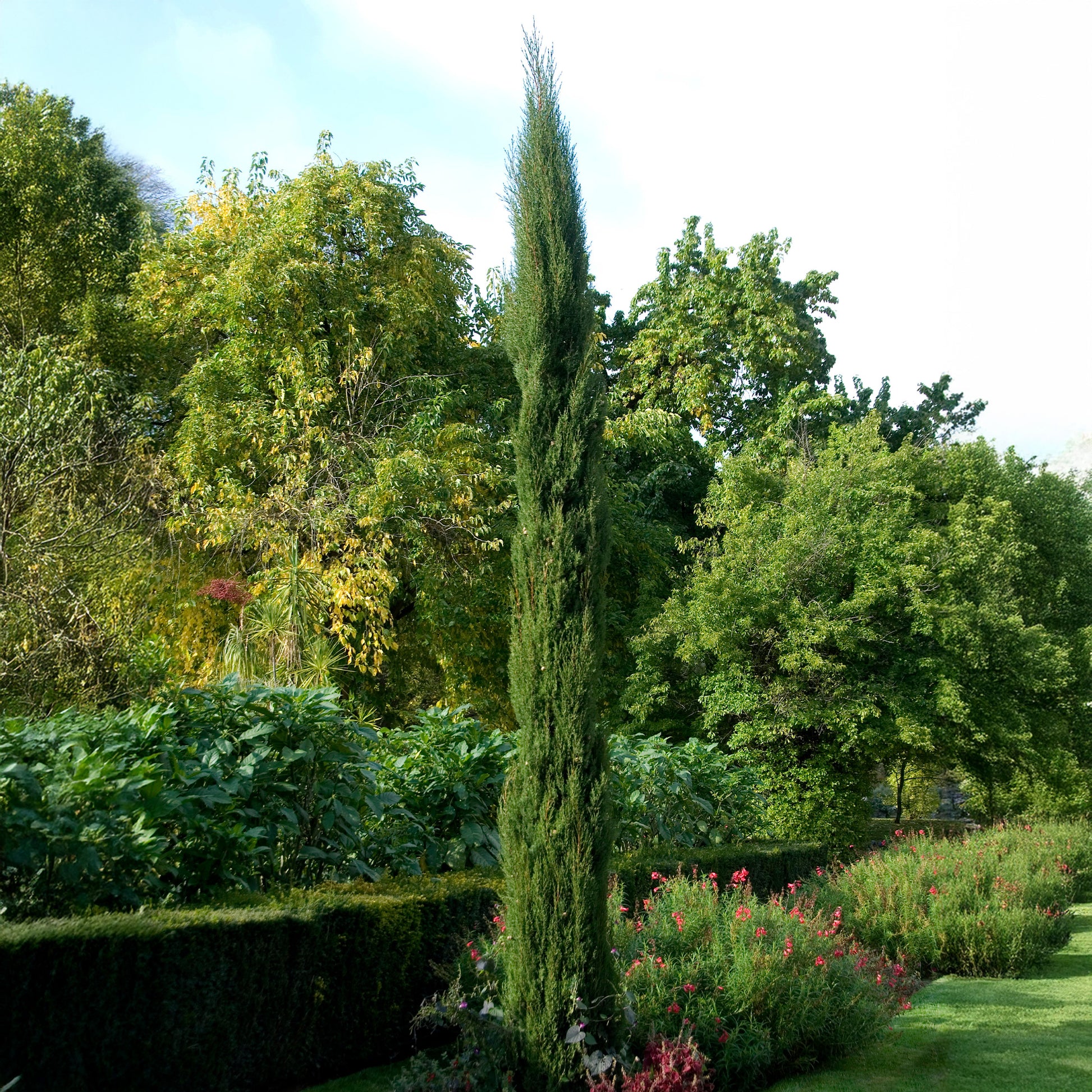  - Italienische Zypresse Stricta - Cupressus sempervirens Stricta